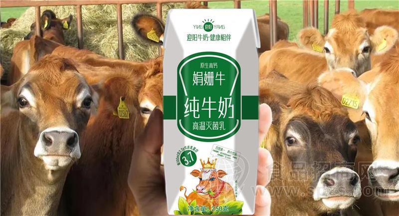 迎阳娟姗牛纯牛奶原生高钙牛奶饮品250ml