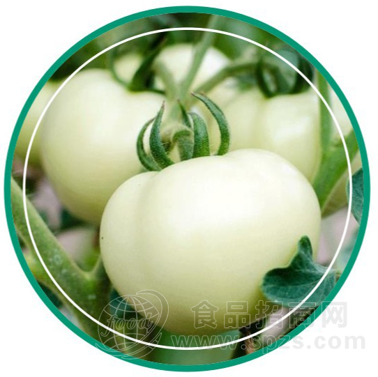 TOMESORAL白番茄提取物|白番茄浓缩粉