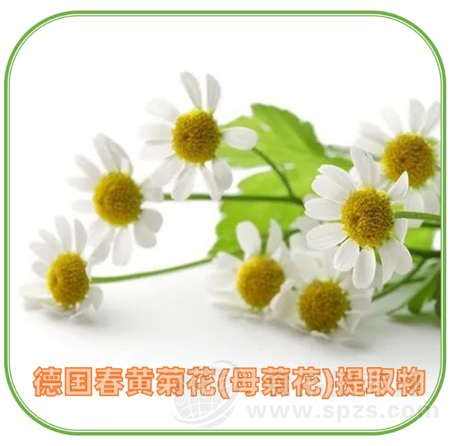 德国春黄菊花(母菊花)提取物