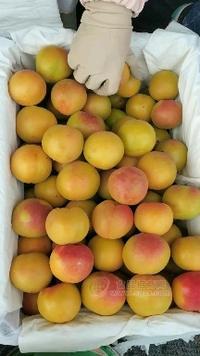 陜西渭南大荔縣金太陽杏價(jià)格