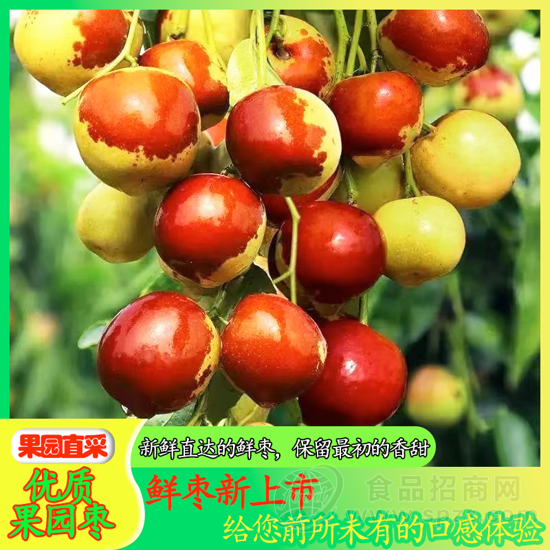露水吻过的鲜枣，脆嫩到弹牙，甜得暖心