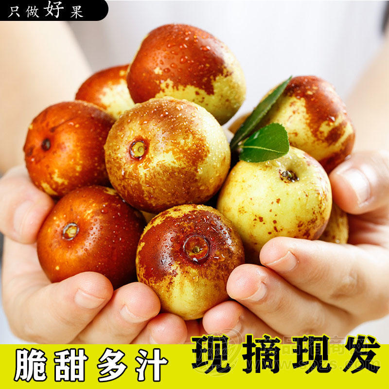 现摘鲜枣的魅力：咔嚓一声，鲜甜满口腔