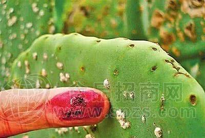 胭脂虫红（E120）