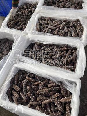 即食海参4至50头电商货源社区团购支持定制贴一件代发资质齐全