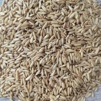 燕麦米粮食农产品