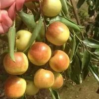 山东鲜枣大批量拿货产地底价