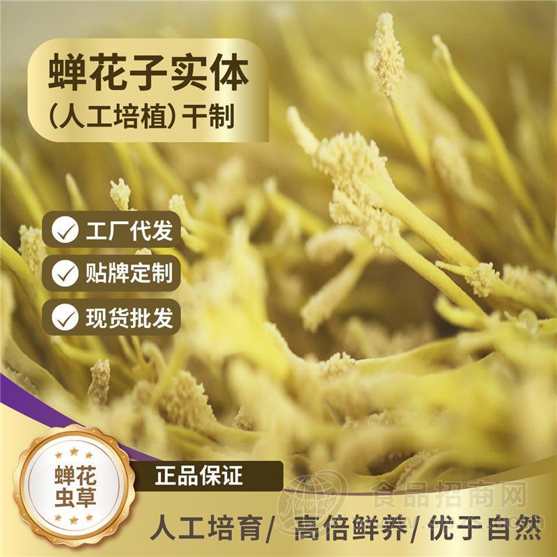 人工培植蝉花子实体原草｜新食品原料 源头工厂供货